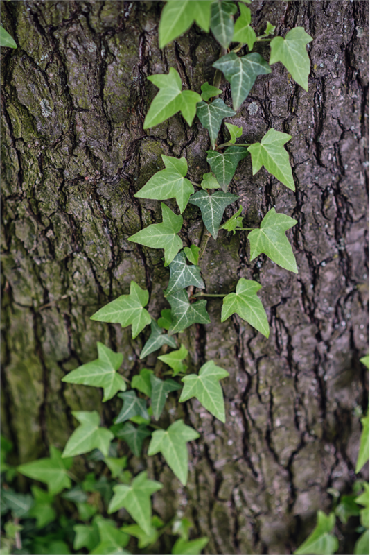 Hedera